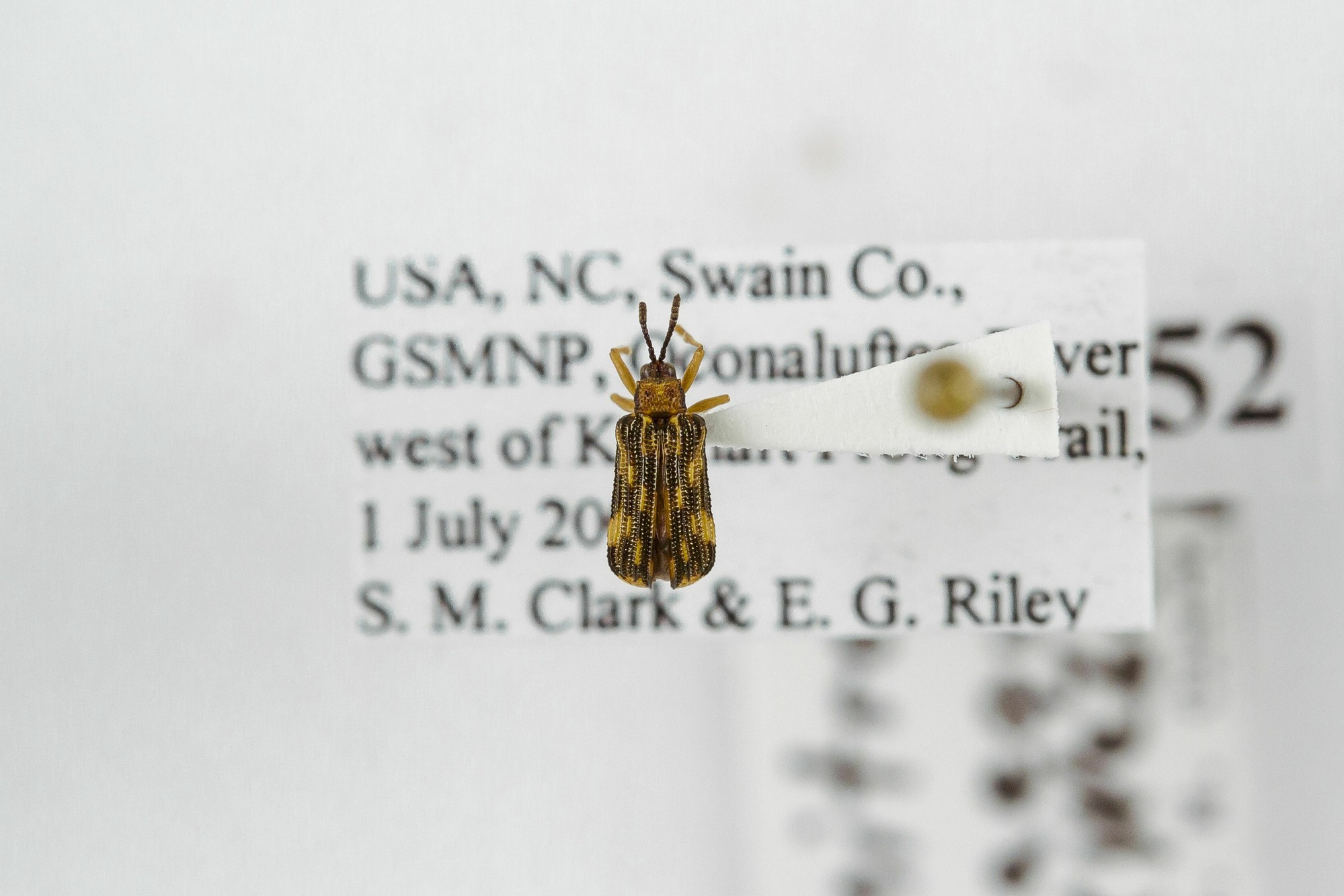 Image of Sumitrosis inaequalis, a species of Animalia