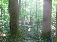 GRSM Accuracy Assessment. Plot Code: GRSM_AA_0287_5