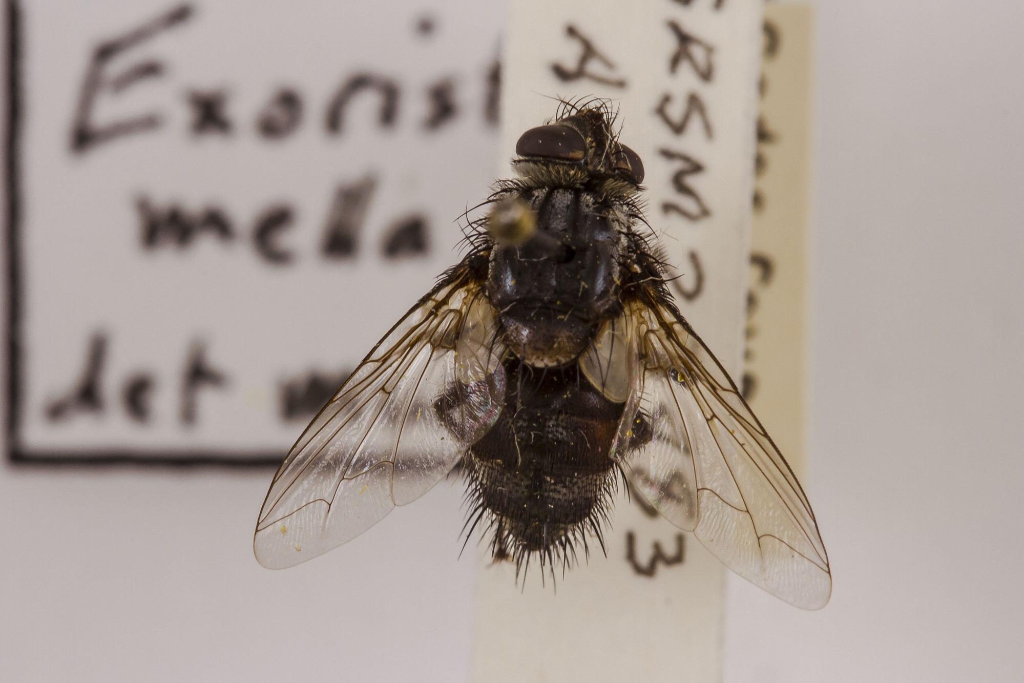 Image of Exorista mella, a species of Animalia