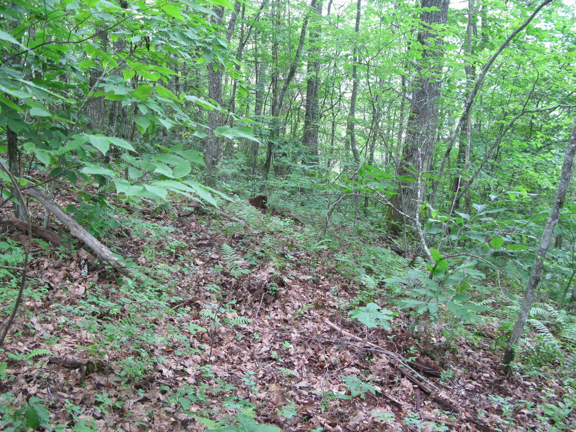 GRSM Accuracy Assessment. Plot Code: GRSM_AA_0004_6