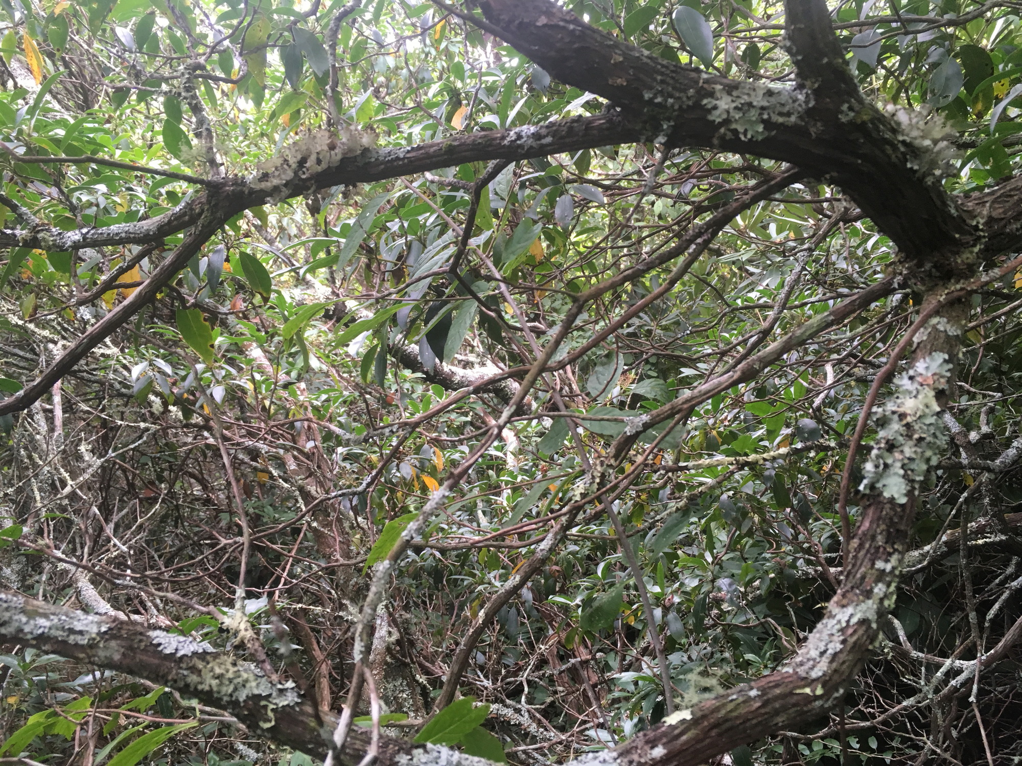 GRSM Accuracy Assessment. Plot Code: GRSM_AA_0395_4