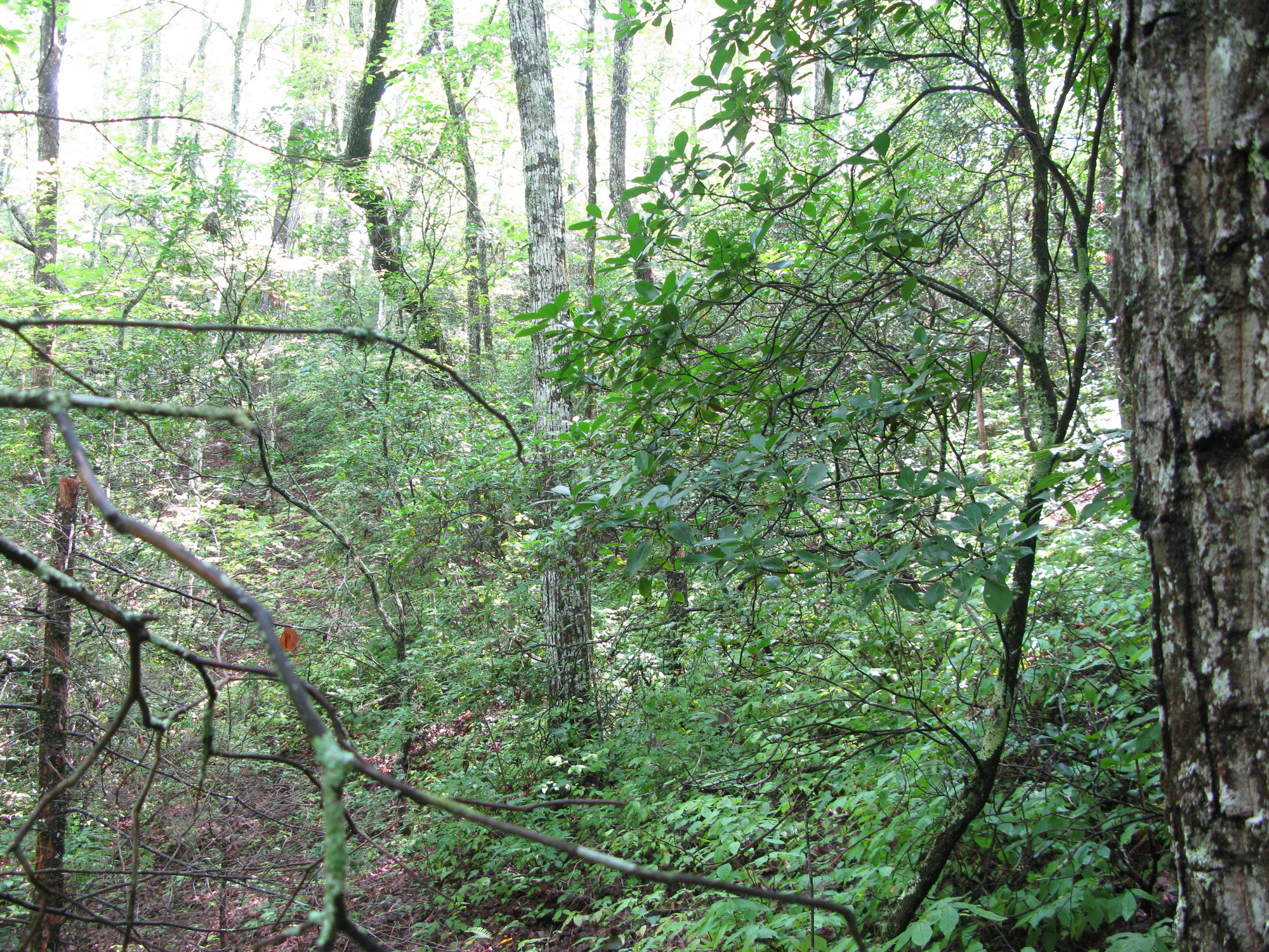 GRSM Accuracy Assessment. Plot Code: GRSM_AA_0152_3