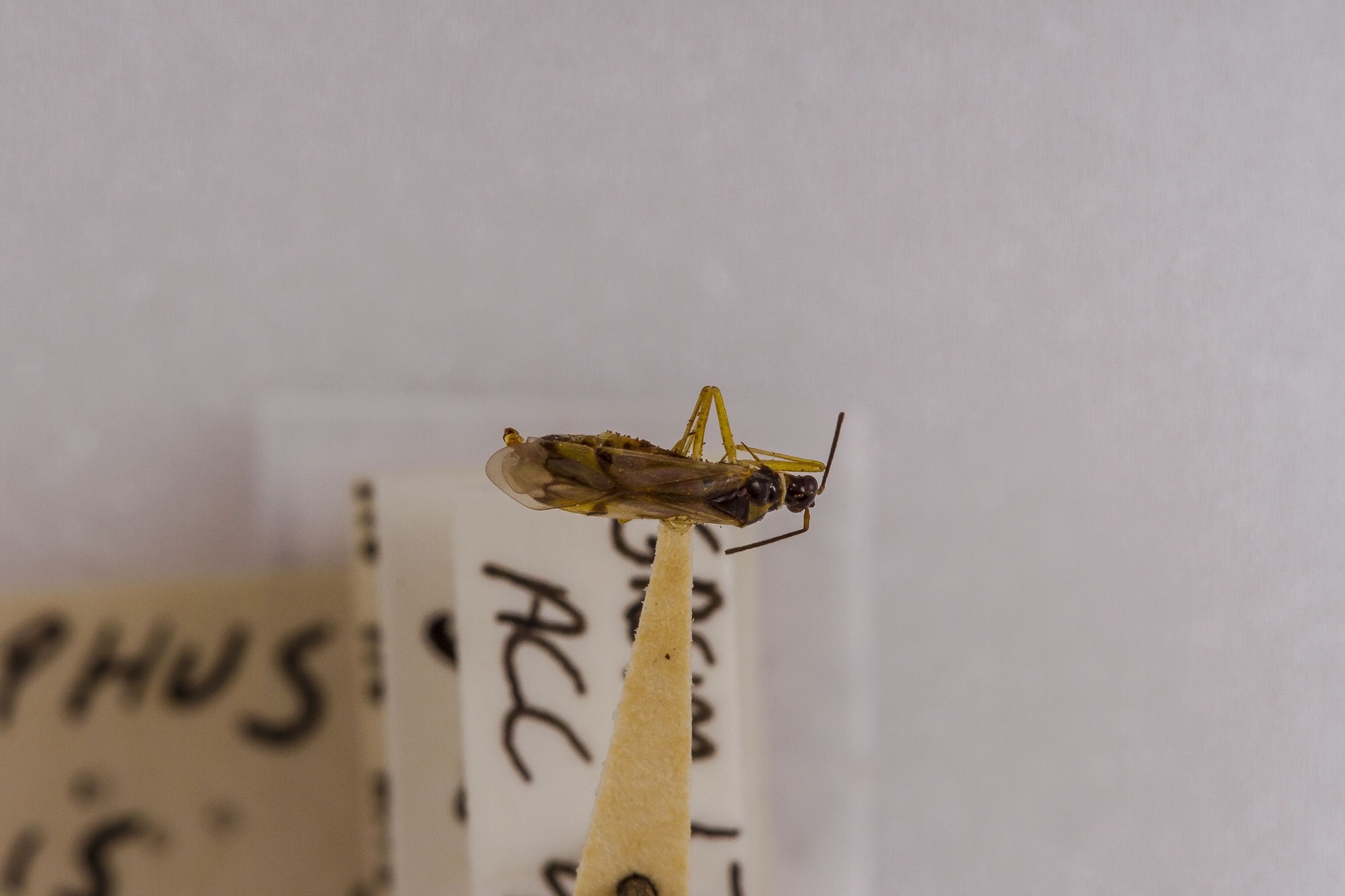 Image of Dicyphus agilis, a species of Animalia