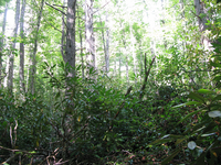 GRSM Accuracy Assessment. Plot Code: GRSM_AA_0198_6