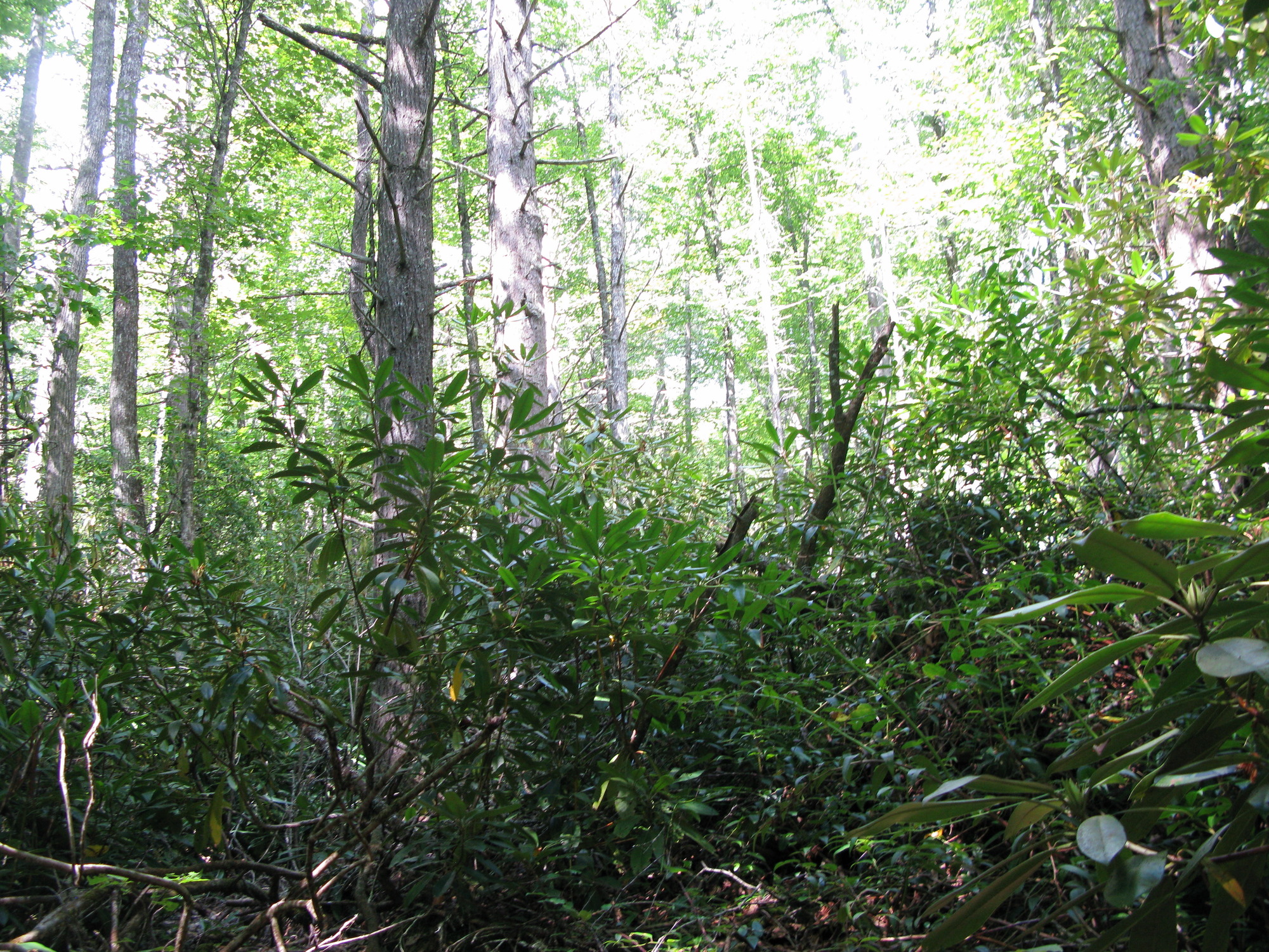 GRSM Accuracy Assessment. Plot Code: GRSM_AA_0198_6