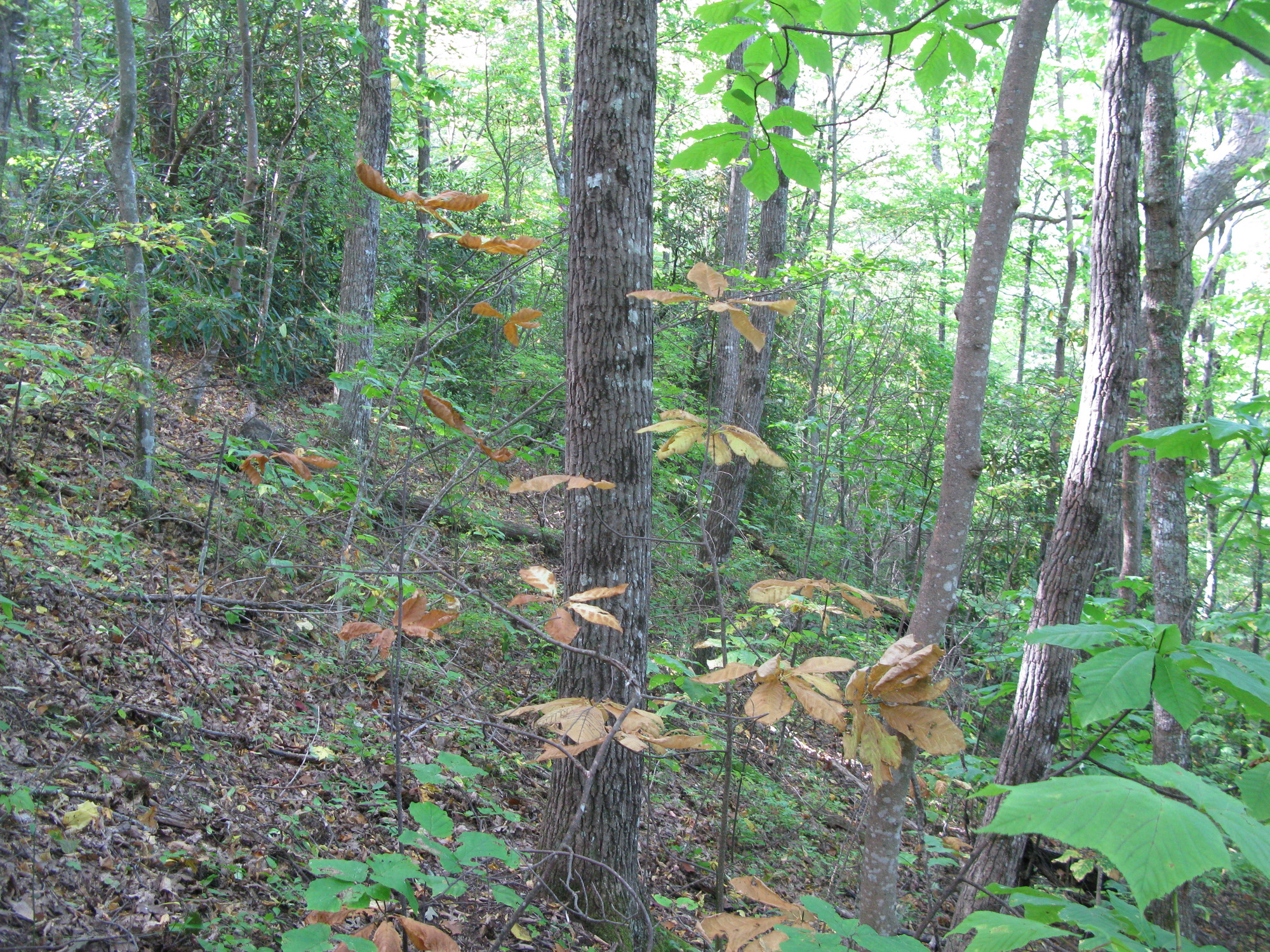 GRSM Accuracy Assessment. Plot Code: GRSM_AA_0175_4