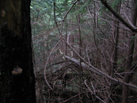 GRSM Accuracy Assessment. Plot Code: GRSM_AA_0826_5