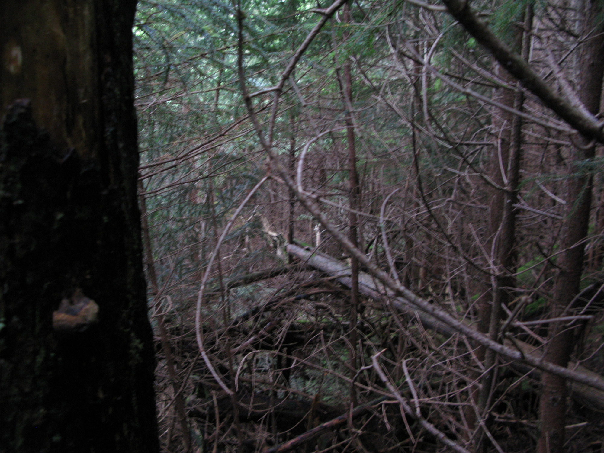 GRSM Accuracy Assessment. Plot Code: GRSM_AA_0826_5