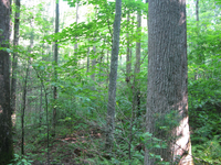 GRSM Accuracy Assessment. Plot Code: GRSM_AA_0042_2