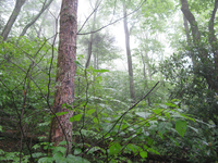 GRSM Accuracy Assessment. Plot Code: GRSM_AA_0103_3