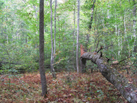 GRSM Accuracy Assessment. Plot Code: GRSM_AA_0286_6