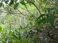 GRSM Accuracy Assessment. Plot Code: GRSM_AA_0835_2