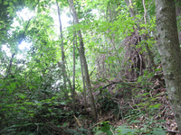 GRSM Accuracy Assessment. Plot Code: GRSM_AA_0836_6