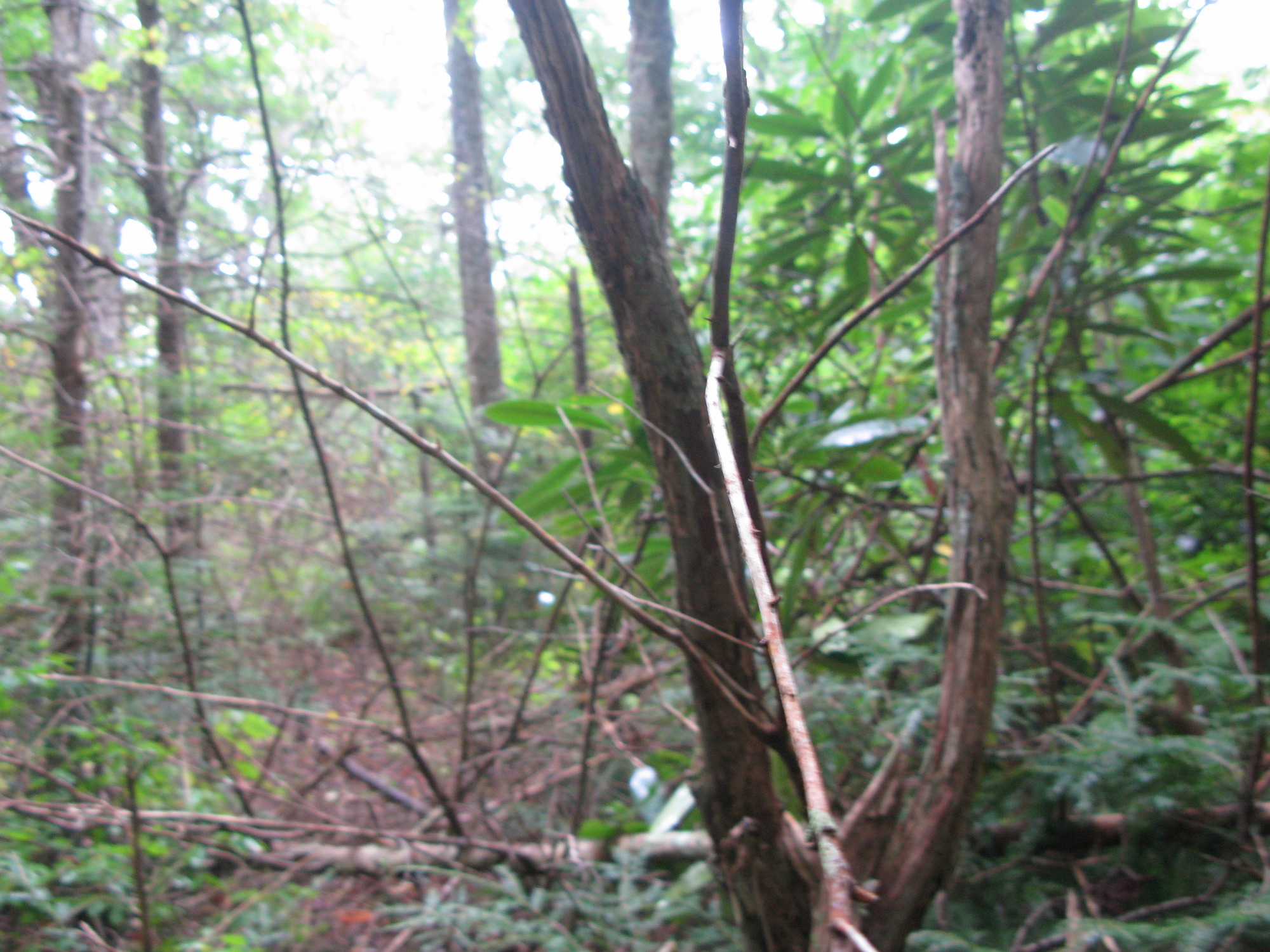 GRSM Accuracy Assessment. Plot Code: GRSM_AA_0386_3