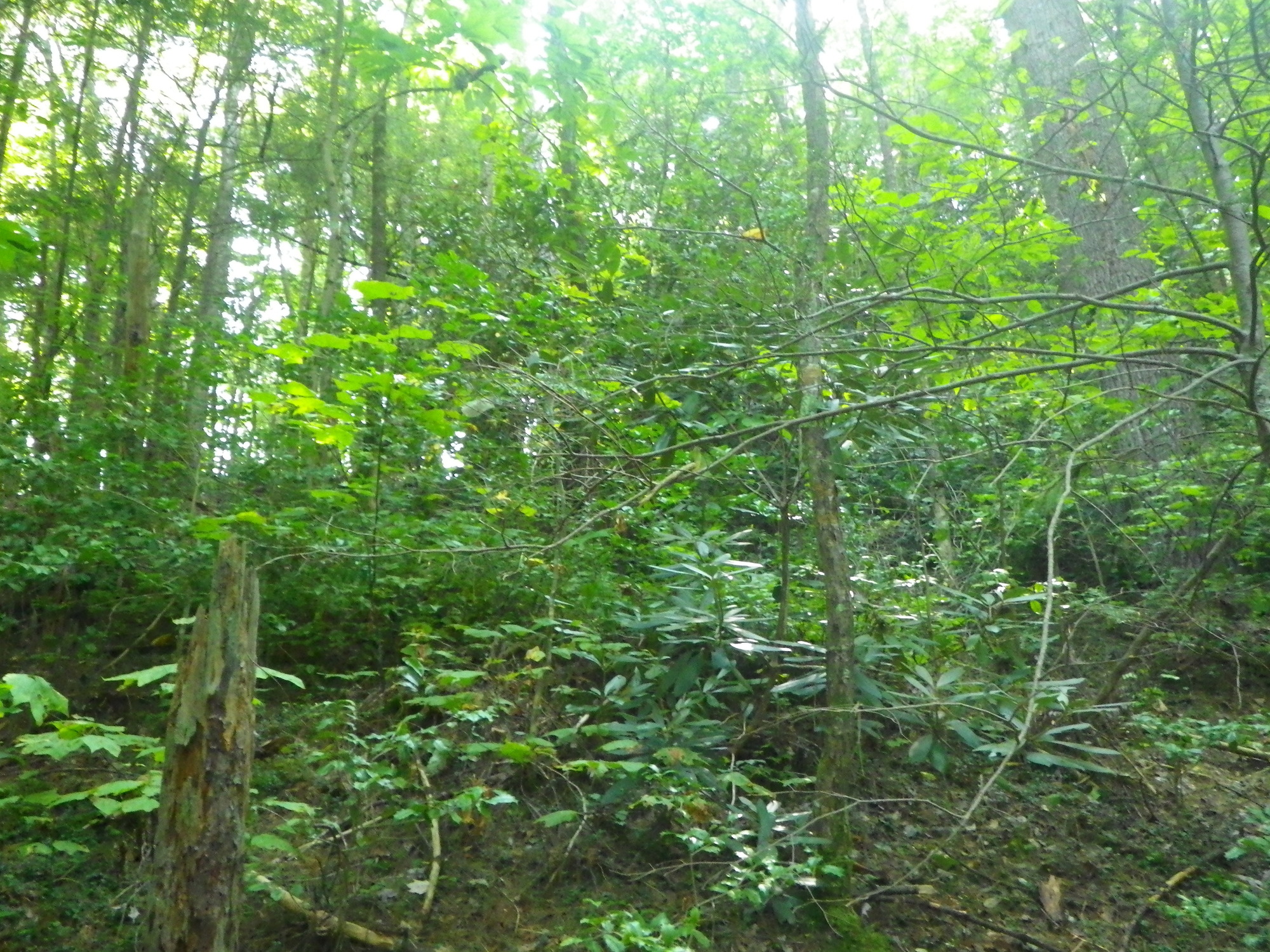 GRSM Accuracy Assessment. Plot Code: GRSM_AA_0468_3