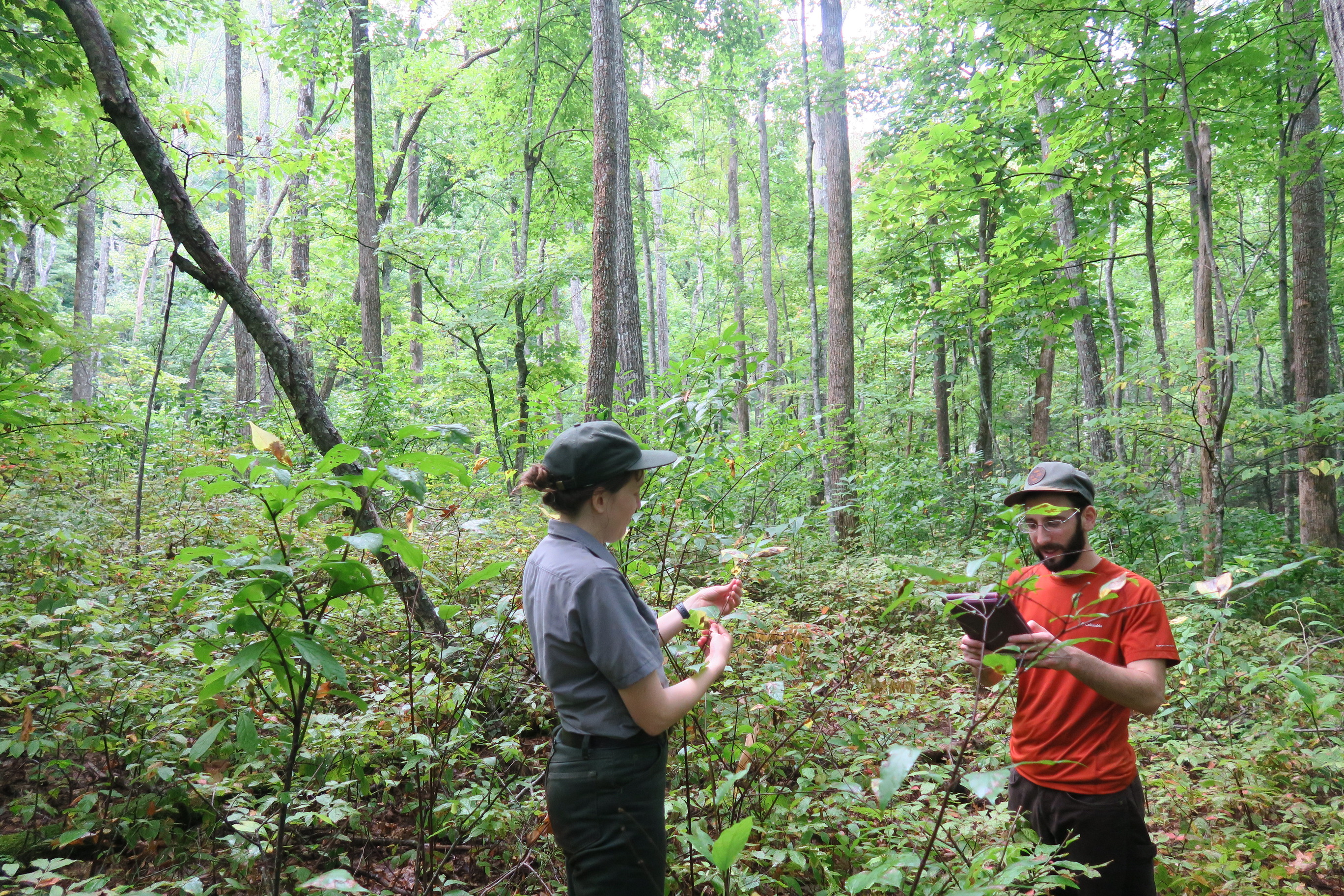 GRSM Accuracy Assessment. Plot Code: GRSM_AA_0757_5