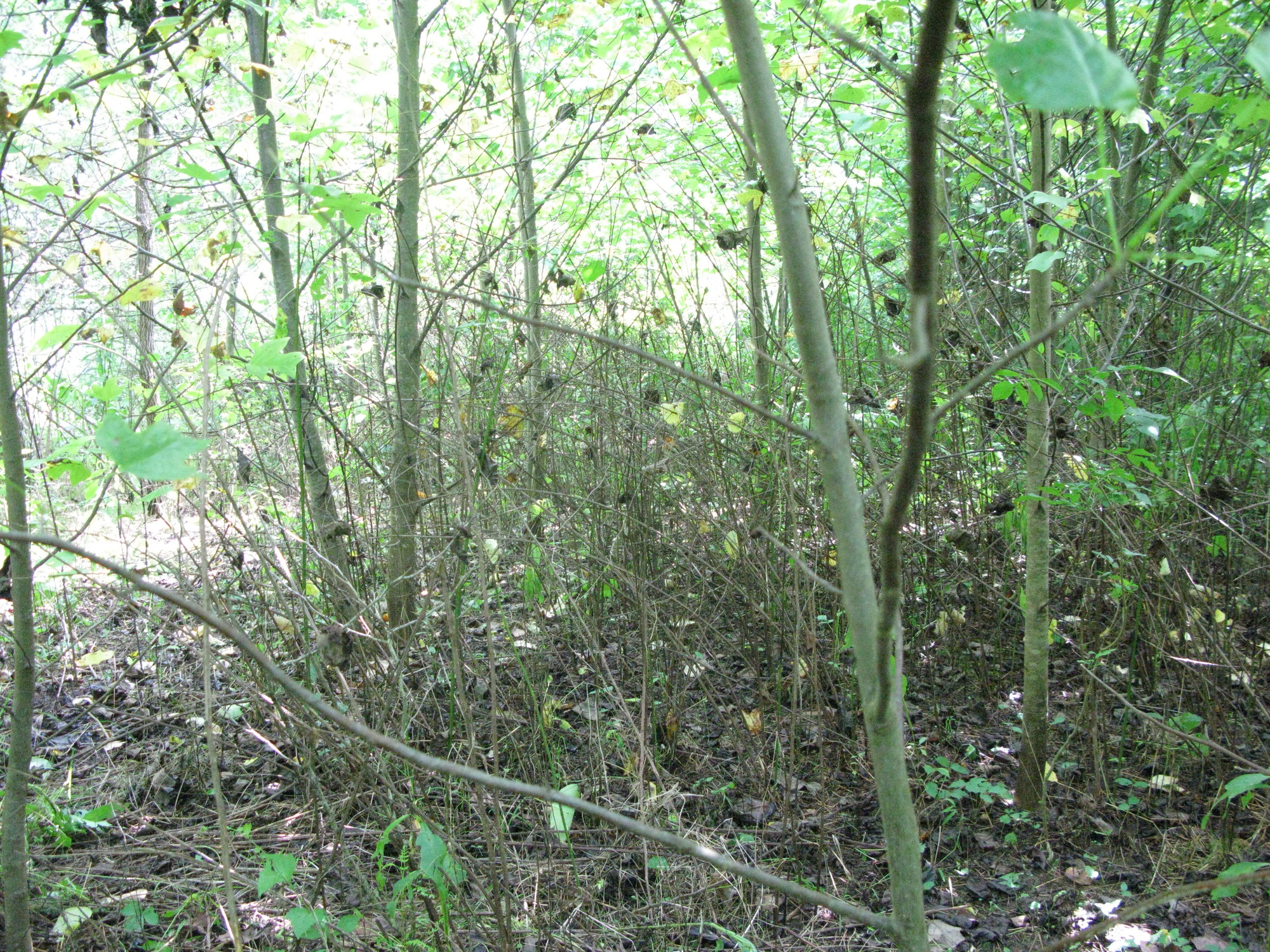 GRSM Accuracy Assessment. Plot Code: GRSM_AA_0715_4