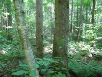 Plot Code: GRSM_AA_0573_2