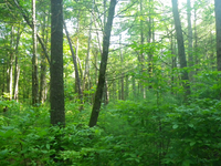 GRSM Accuracy Assessment. Plot Code: GRSM_AA_0545_6