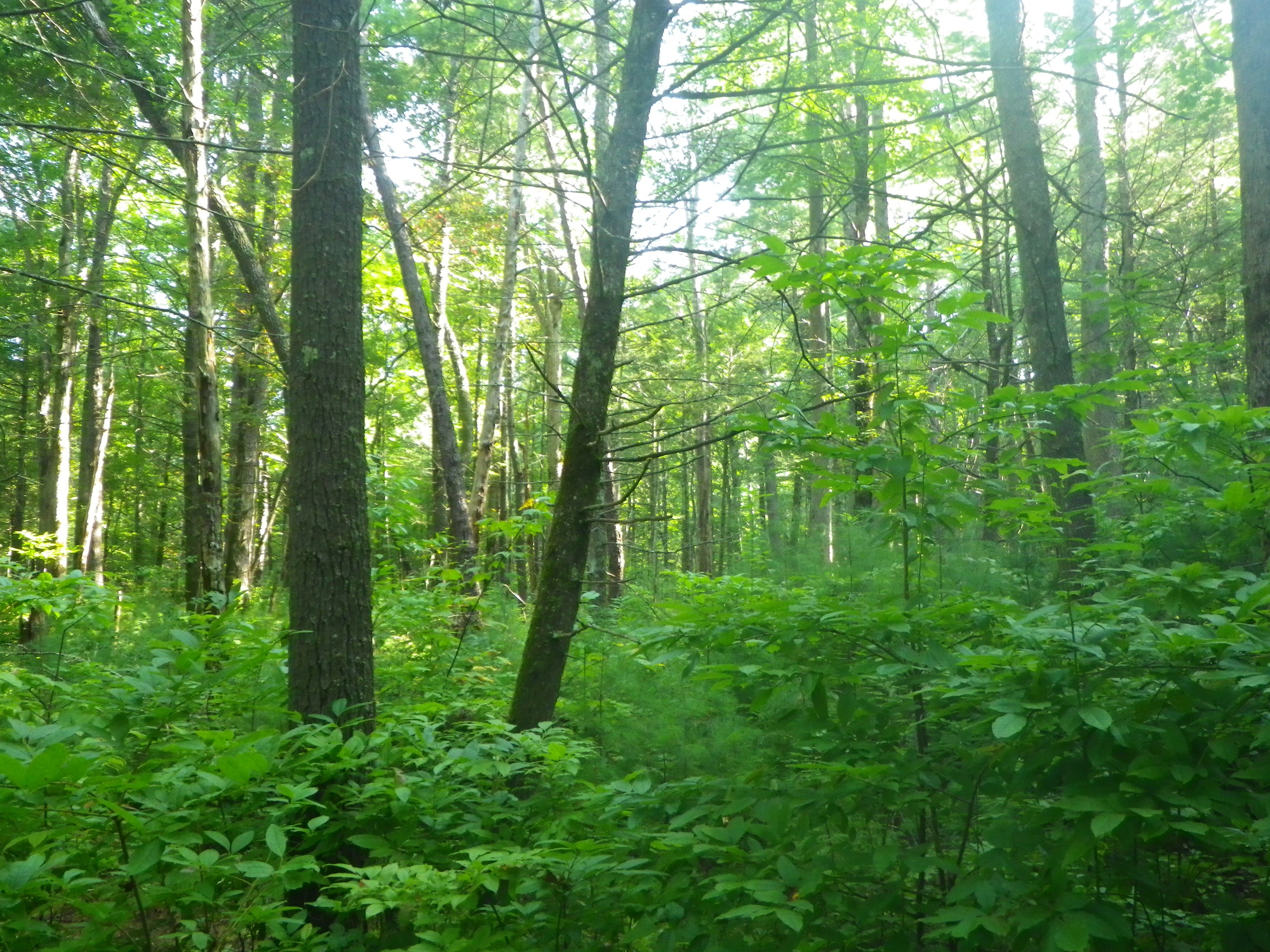 GRSM Accuracy Assessment. Plot Code: GRSM_AA_0545_6