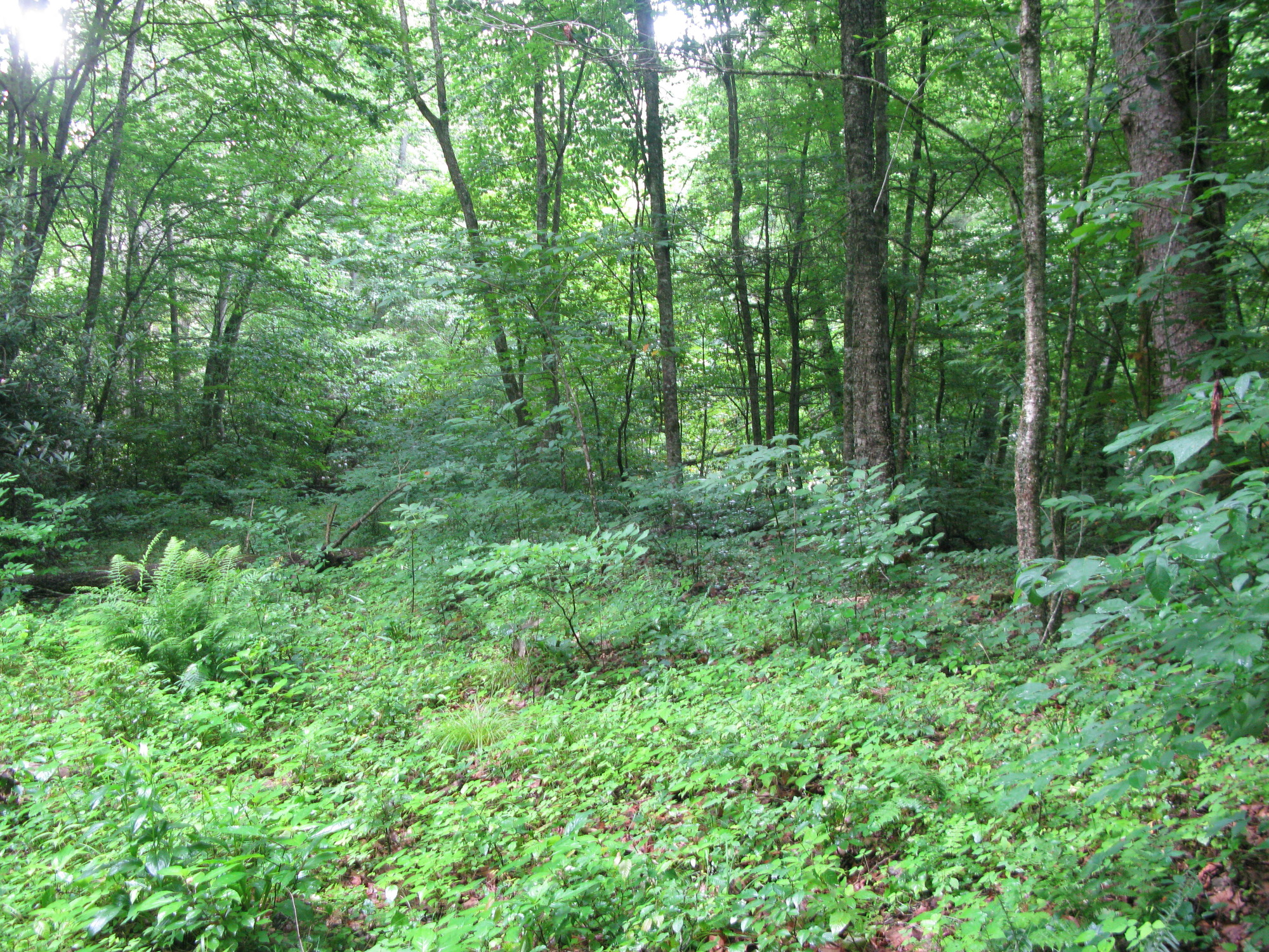 GRSM Accuracy Assessment. Plot Code: GRSM_AA_0105_3