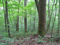 GRSM Accuracy Assessment. Plot Code: GRSM_AA_0040_6