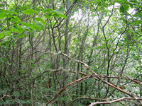 GRSM Accuracy Assessment. Plot Code: GRSM_AA_0055_3