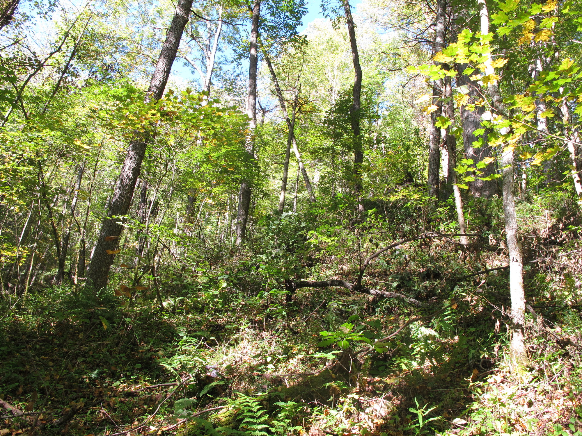 GRSM Accuracy Assessment. Plot Code: GRSM_AA_0207_5