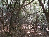 GRSM Accuracy Assessment. Plot Code: GRSM_AA_0130_2