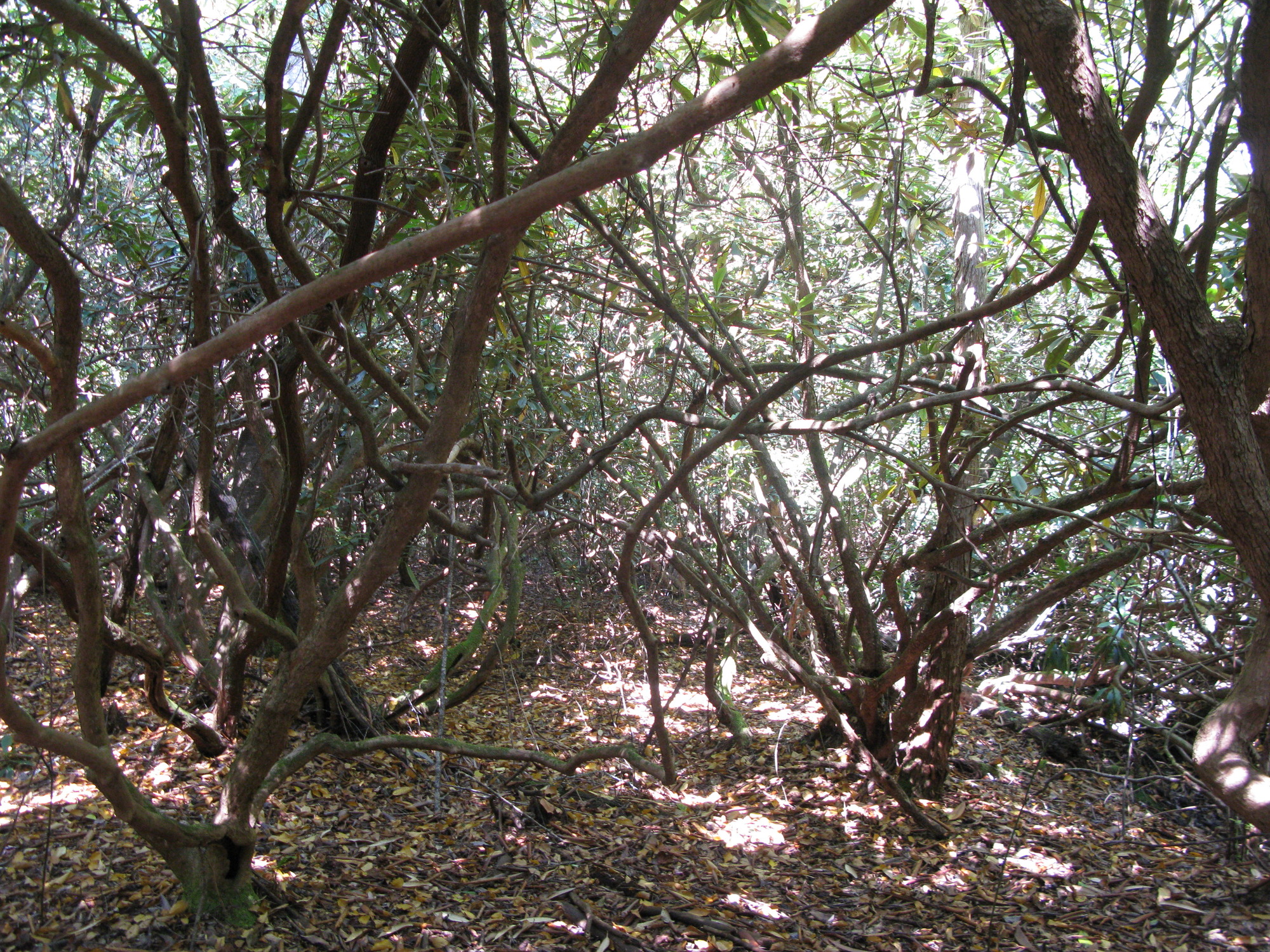 GRSM Accuracy Assessment. Plot Code: GRSM_AA_0130_2