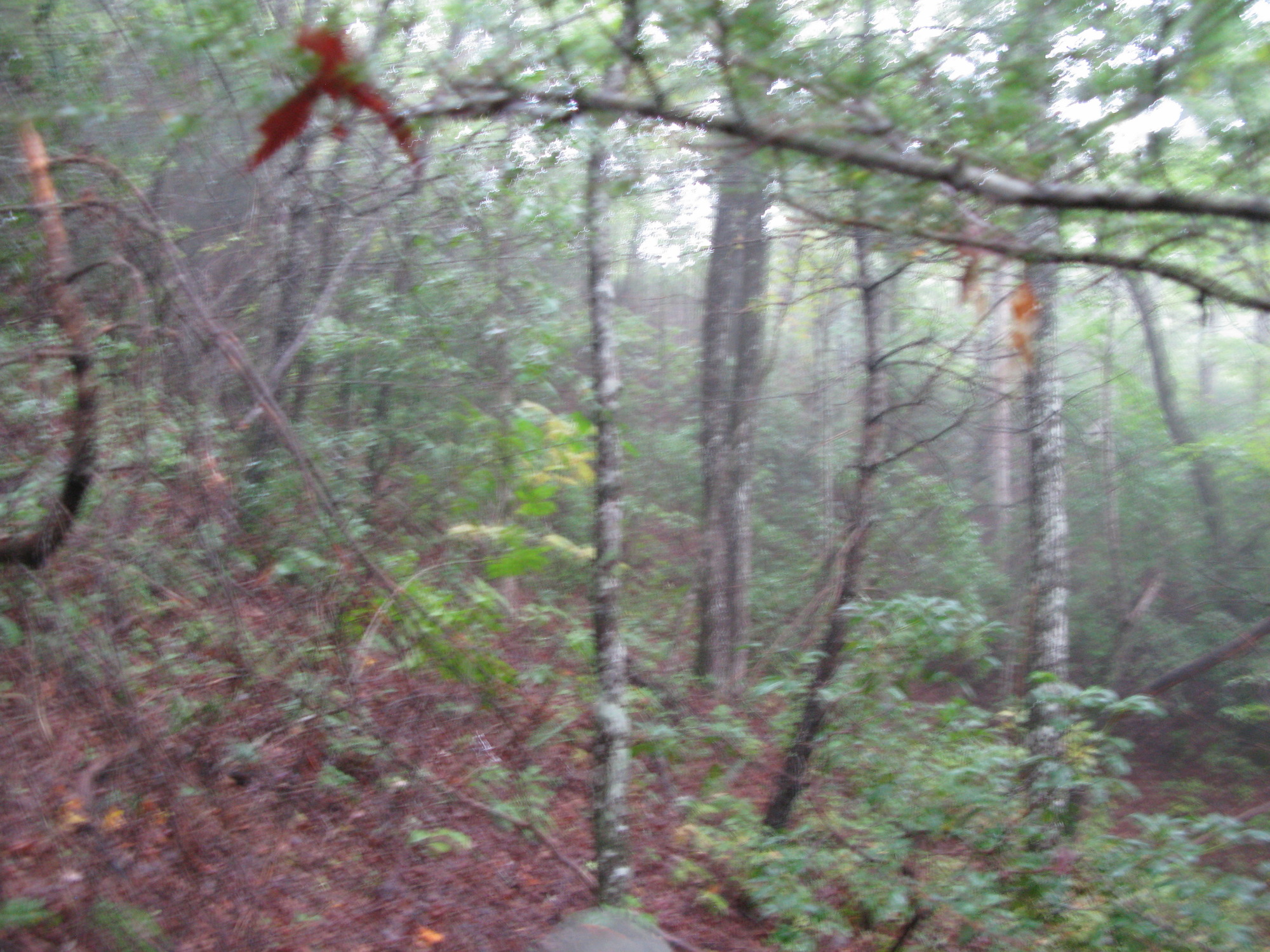 GRSM Accuracy Assessment. Plot Code: GRSM_AA_0237_3