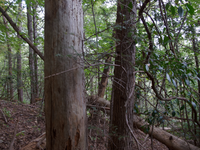 GRSM Accuracy Assessment. Plot Code: GRSM_AA_0915_3