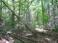 GRSM Accuracy Assessment. Plot Code: GRSM_AA_0385_2