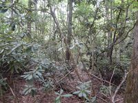 GRSM Accuracy Assessment. Plot Code: GRSM_AA_0499_2