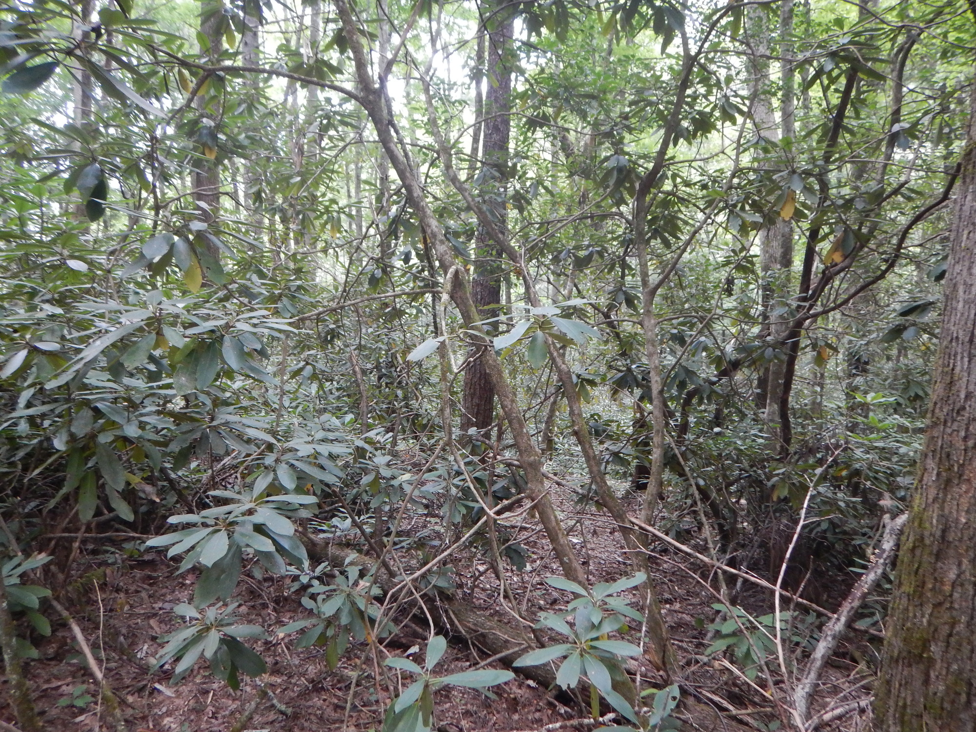 GRSM Accuracy Assessment. Plot Code: GRSM_AA_0499_2