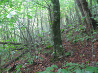 GRSM Accuracy Assessment. Plot Code: GRSM_AA_0358_3