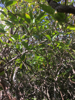 GRSM Accuracy Assessment. Plot Code: GRSM_AA_0315_6