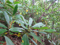 GRSM Accuracy Assessment. Plot Code: GRSM_AA_0025_5