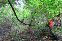 GRSM Accuracy Assessment. Plot Code: GRSM_AA_0765_4