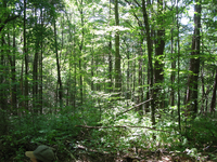 GRSM Accuracy Assessment. Plot Code: GRSM_AA_0868_4