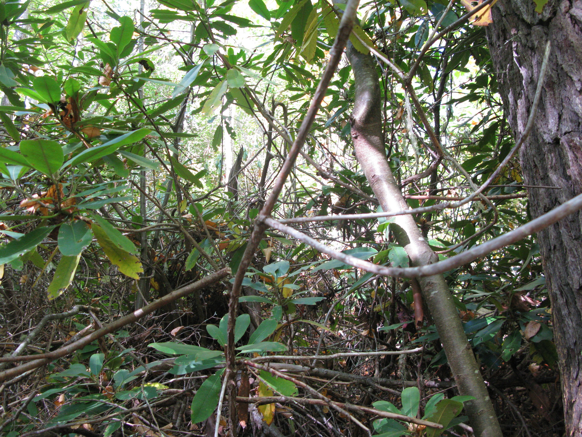 GRSM Accuracy Assessment. Plot Code: GRSM_AA_0063_5