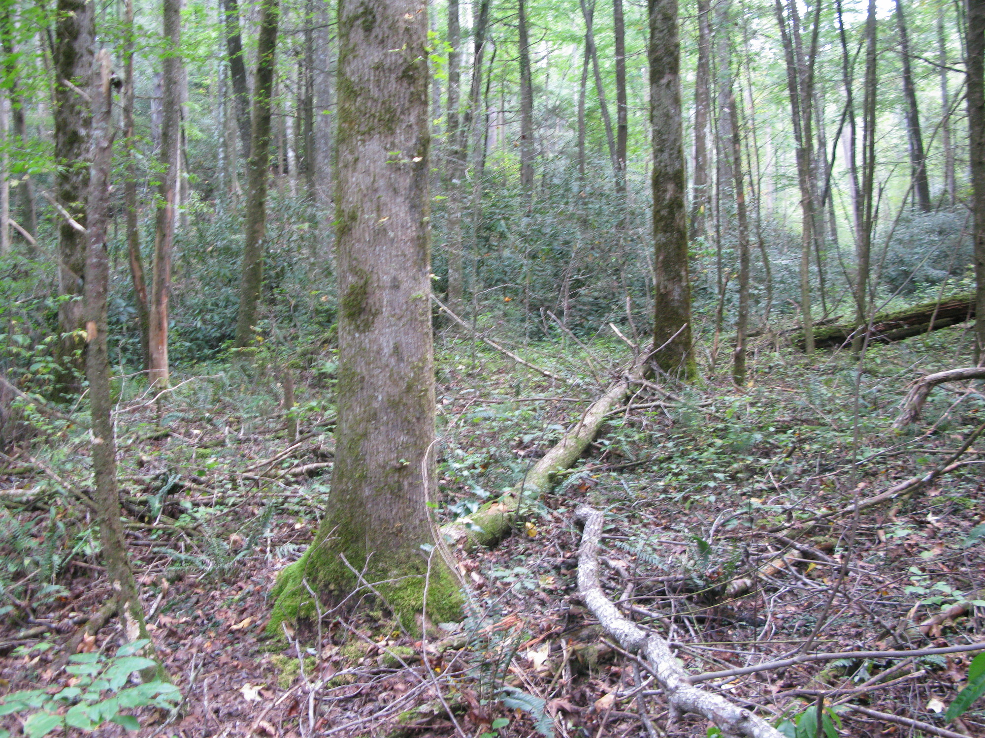 GRSM Accuracy Assessment. Plot Code: GRSM_AA_0642_4