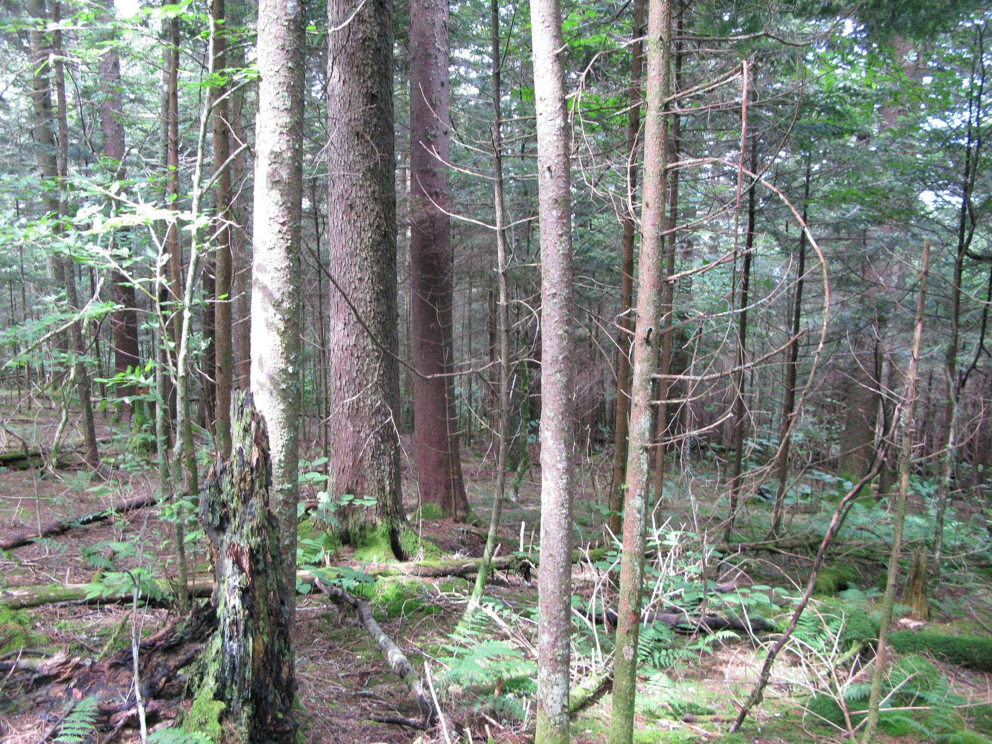 GRSM Accuracy Assessment. Plot Code: GRSM_AA_0827_6