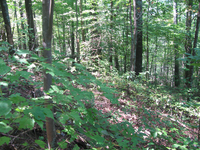 GRSM Accuracy Assessment. Plot Code: GRSM_AA_0455_5