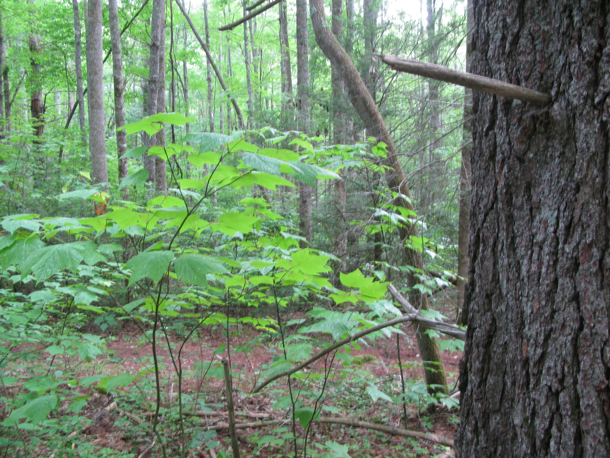 GRSM Accuracy Assessment. Plot Code: GRSM_AA_0164_5