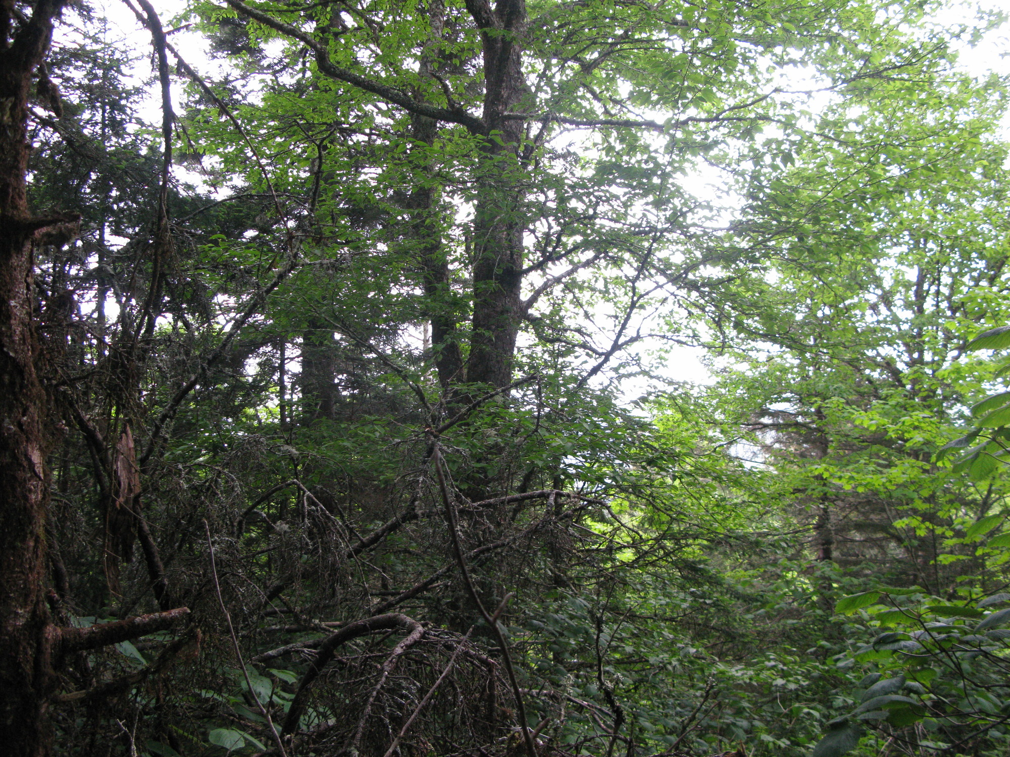 GRSM Accuracy Assessment. Plot Code: GRSM_AA_0081_2