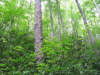 GRSM Accuracy Assessment. Plot Code: GRSM_AA_0131_2