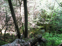 GRSM Accuracy Assessment. Plot Code: GRSM_AA_0402_2