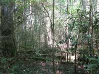 GRSM Accuracy Assessment. Plot Code: GRSM_AA_0646_2