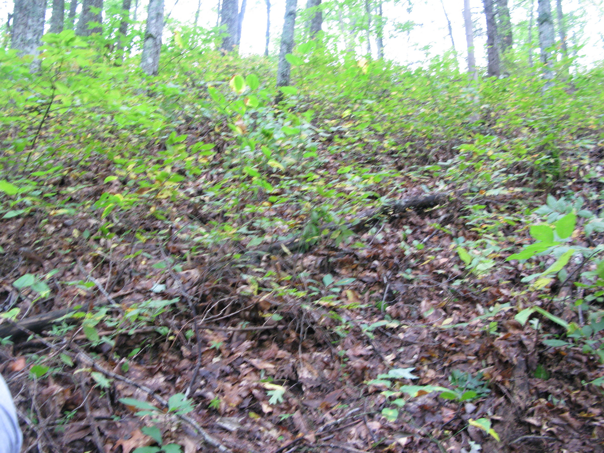 GRSM Accuracy Assessment. Plot Code: GRSM_AA_0226_4